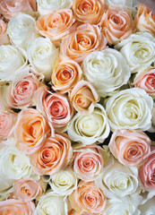  Stylish photo of light pink and white roses background, beautiful flowers bouquet.