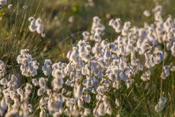 Wall Mural - a beautiful closeup of a white cottongrass heads growing in a natural habitat of swamp. natural clos