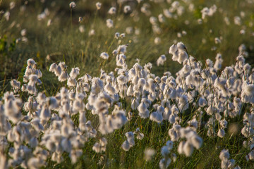 Wall Mural - a beautiful closeup of a white cottongrass heads growing in a natural habitat of swamp. natural clos