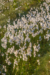 Wall Mural - a beautiful closeup of a white cottongrass heads growing in a natural habitat of swamp. natural clos