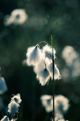 Wall Mural - a beautiful closeup of a white cottongrass heads growing in a natural habitat of swamp. natural clos