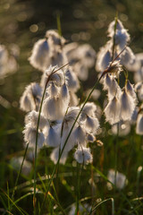 Wall Mural - a beautiful closeup of a white cottongrass heads growing in a natural habitat of swamp. natural clos