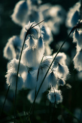 Wall Mural - a beautiful closeup of a white cottongrass heads growing in a natural habitat of swamp. natural clos