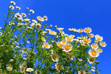 Fotomurales - Summer wildflowers