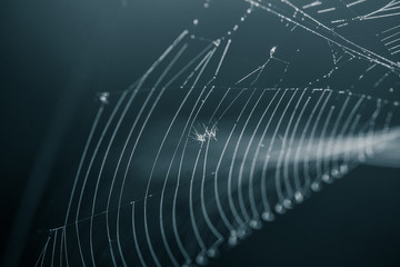 Wall Mural - a beautiful closeup of a spider liwing in the swamp. spaider nets in wetlands in an early morning in