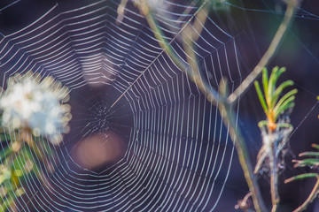 Wall Mural - a beautiful closeup of a spider liwing in the swamp. spaider nets in wetlands in an early morning in