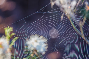 Wall Mural - a beautiful closeup of a spider liwing in the swamp. spaider nets in wetlands in an early morning in