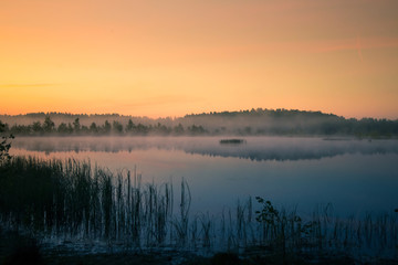 Wall Mural - a beautiful, colorful landscape of a misty swamp during the sunrise. atmospheric, tranquil wetland s