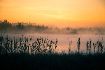 Wall Mural - a beautiful, colorful landscape of a misty swamp during the sunrise. atmospheric, tranquil wetland s