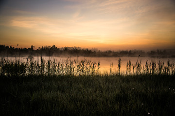 Wall Mural - a beautiful, colorful landscape of a misty swamp during the sunrise. atmospheric, tranquil wetland s