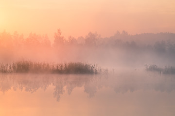 Wall Mural - a beautiful, colorful landscape of a misty swamp during the sunrise. atmospheric, tranquil wetland s