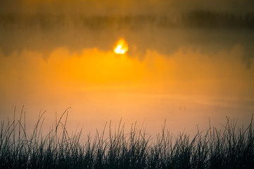 Wall Mural - a beautiful, colorful landscape of a misty swamp during the sunrise. atmospheric, tranquil wetland s
