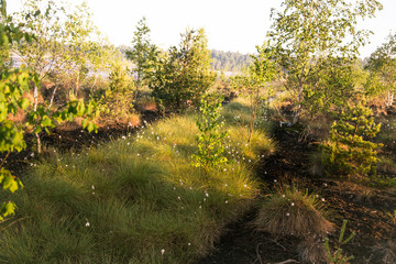 Wall Mural - a beautiful swamp landscape during the sunrise in an early spring morning in latvia, northern europe