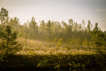 Wall Mural - a beautiful swamp landscape during the sunrise in an early spring morning in latvia, northern europe