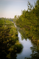 Wall Mural - a beautiful swamp landscape during the sunrise in an early spring morning in latvia, northern europe