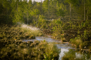 Wall Mural - a beautiful swamp landscape during the sunrise in an early spring morning in latvia, northern europe