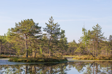 Wall Mural - a beautiful swamp landscape during the sunrise in an early spring morning in latvia, northern europe