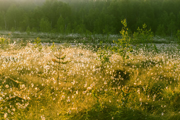 Wall Mural - a beautiful swamp landscape full of cottongrass flowers in morning. spring scenery of wetlands in la