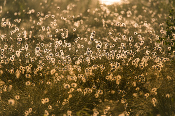 Wall Mural - a beautiful swamp landscape full of cottongrass flowers in morning. spring scenery of wetlands in la