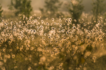 Wall Mural - a beautiful swamp landscape full of cottongrass flowers in morning. spring scenery of wetlands in la