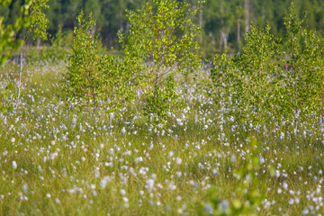 Wall Mural - a beautiful swamp landscape full of cottongrass flowers in morning. spring scenery of wetlands in la