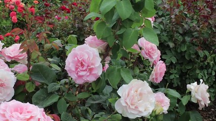 Poster - full pale pink roses with red and orange blooms in the background