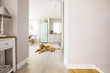 Lamp on white cabinet and dog in open space interior with copy s