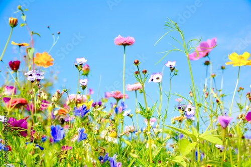 Blumenwiese - Sommerblumen - Wildblumen