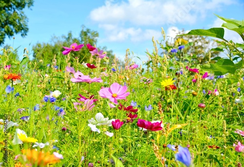 Blumenwiese - Sommerblumen - Wildblumen