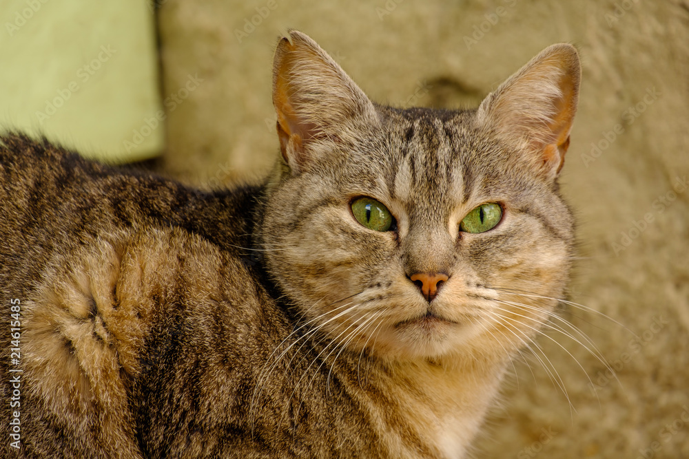 Photo Art Print Chat Gris Tigré Avec Des Yeux Vertes Assis