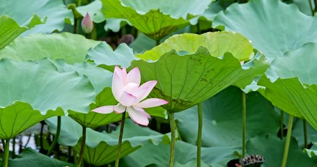 Poster - Beautiful lotus flower pond