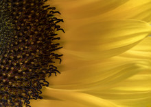 Sunflower Abstract