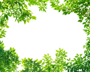 frame of green leaves on white background with center space