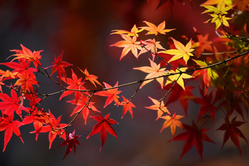 autumn season maple leaves and branches in the garden.