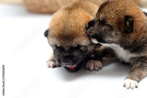Close Up Of A Newborn Shiba Inu Puppy Japanese Shiba Inu