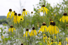Group Of Vibrant Yellow Coneflower Black Eyed Susans In Bloom Against Green Field And Water Background With Soft White Sky