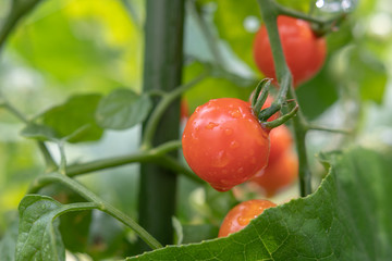 Tomaten mit tropfen am Strauch