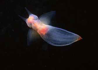naked sea butterfly underwater in the st.lawrence estuary in canada