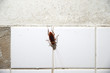 © KoKiChs - Cockroach crawling on white tile wall