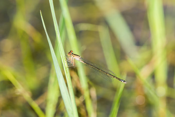 Macro of a Female Plains Forktail Damselfly (Ischnura damula) Resting on a Stalk