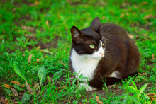 Black And White Cat Discontentedly Turned Away Lying On The Green Grass