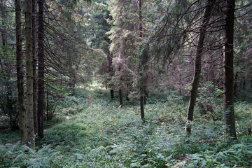 Wall Mural - Footpath in the forest