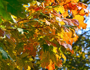 Colorful autumn leaves of a maple (Genus Acer) in sunlight