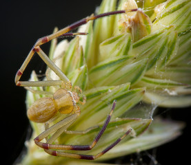 spider