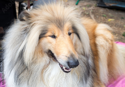 Rough Collie Also Known As The Long Haired Collie Or Scottish