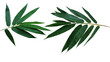 Dark green leaves of bamboo ornamental garden plant isolated on white background, clipping path included.