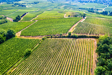 Canvas Print - Aerial view of vineyards in Alsace, France