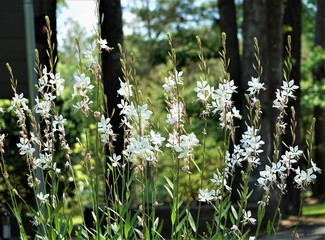 White flower of Gaura linheimeri or Whirling Butterflies blooming on the garden and pine trees background, Spring in GA USA.