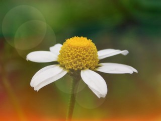 Beautiful chamomile flower illuminated with sun rays 