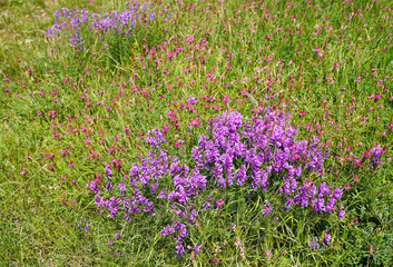 Vicia cracca flower in nature